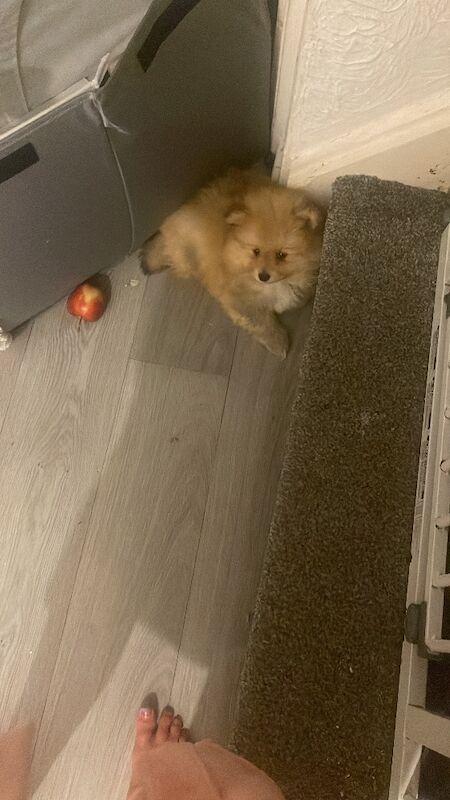 Pom puppy - Image 4 of 4