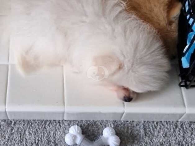 Pomeranian puppies for sale in Worthing, Norfolk – KC registered, 1 year old - Image 1 of 4