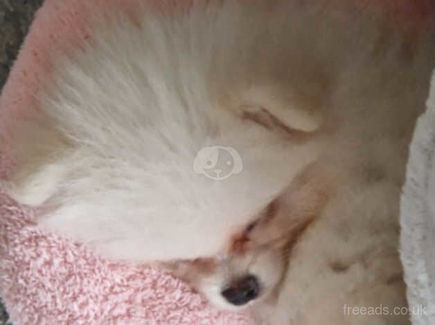Pomeranian puppies for sale in Worthing, Norfolk – KC registered, 1 year old - Image 2 of 4