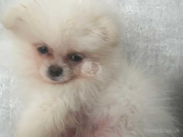 Pomeranian puppies for sale in Worthing, Norfolk – KC registered, 1 year old - Image 3 of 4