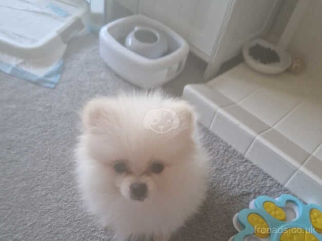 Pomeranian puppies for sale in Worthing, Norfolk – KC registered, 1 year old - Image 4 of 4