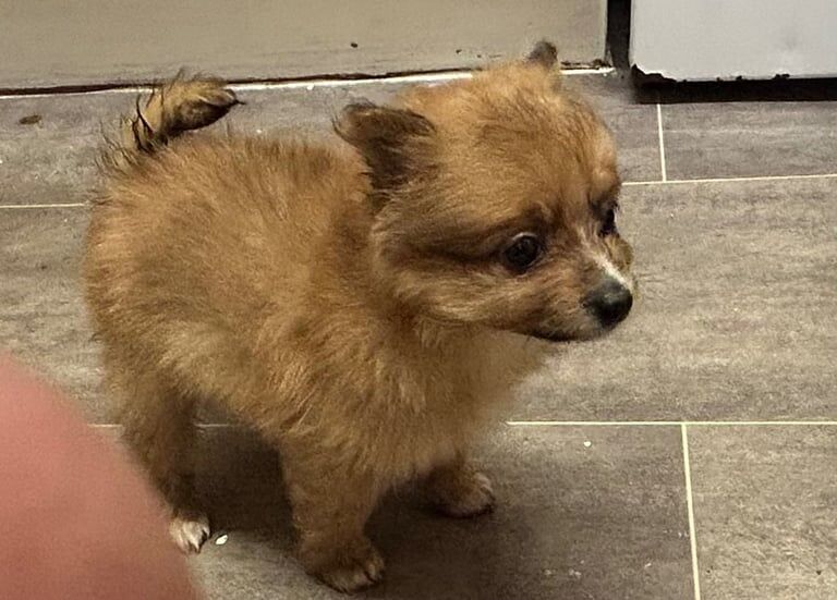 Pomeranian puppies for sale in Moston, Greater Manchester – 8 weeks old