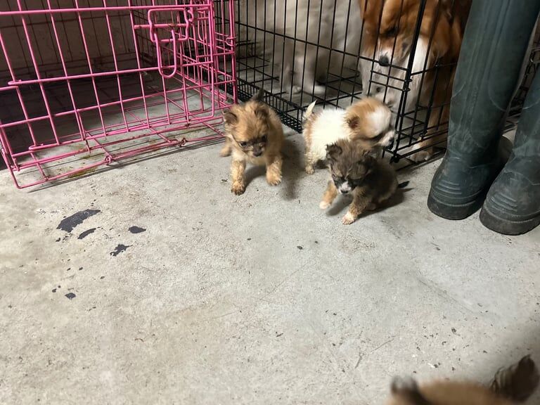 Pomeranian puppies for sale in Moston, Greater Manchester – 8 weeks old - Image 2 of 3