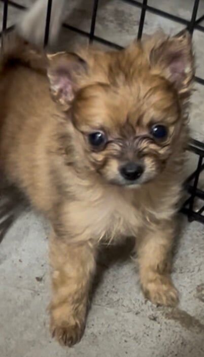 Pomeranian puppies for sale in Moston, Greater Manchester – 8 weeks old - Image 3 of 3