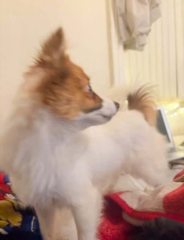 Kennel Club Registered Pomeranian Puppies For Sale