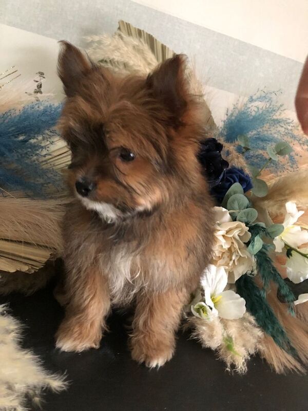 Pomeranian puppies for sale in Kingston upon Hull, East Riding of Yorkshire – 3 months old