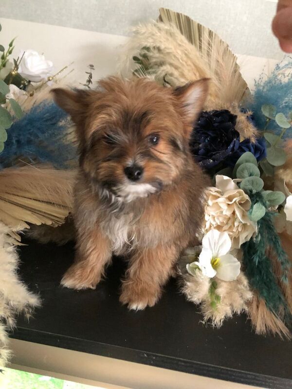 Pomeranian puppies for sale in Kingston upon Hull, East Riding Of Yorkshire – 3 months old - Image 2 of 5