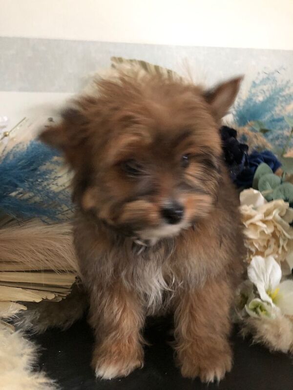 Pomeranian puppies for sale in Kingston upon Hull, East Riding Of Yorkshire – 3 months old - Image 3 of 5