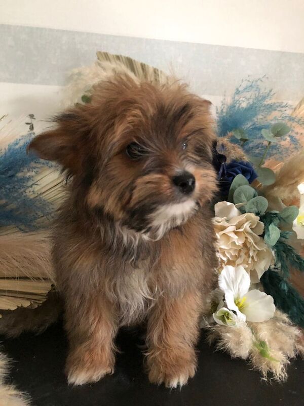 Pomeranian puppies for sale in Kingston upon Hull, East Riding Of Yorkshire – 3 months old - Image 4 of 5