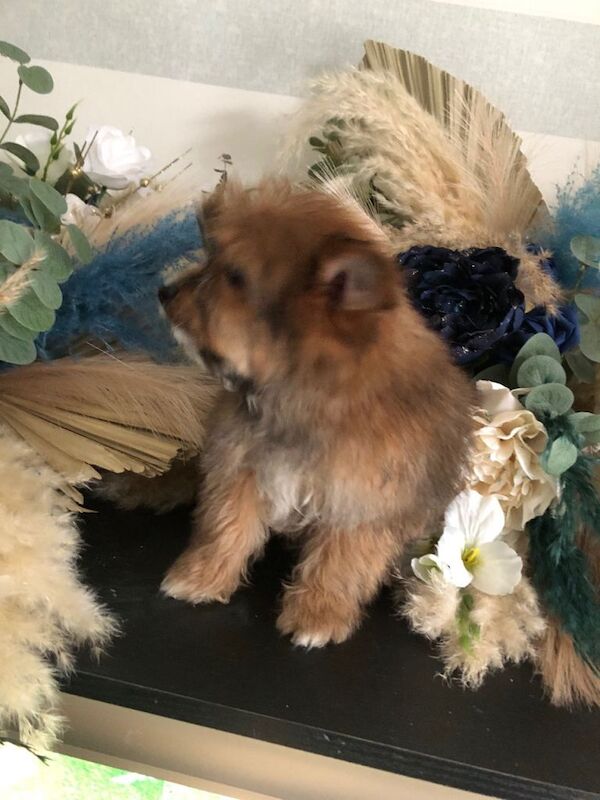 Pomeranian puppies for sale in Kingston upon Hull, East Riding Of Yorkshire – 3 months old - Image 5 of 5