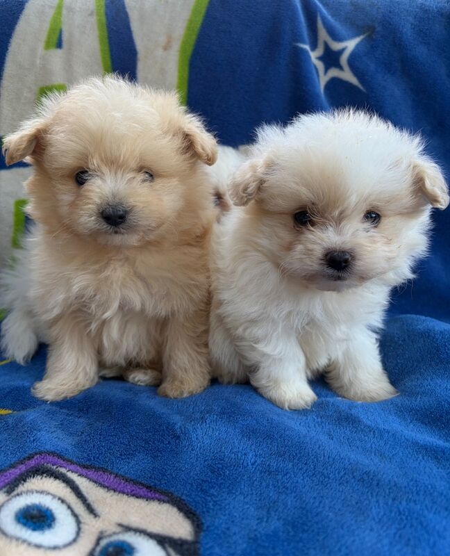 Pomapoo