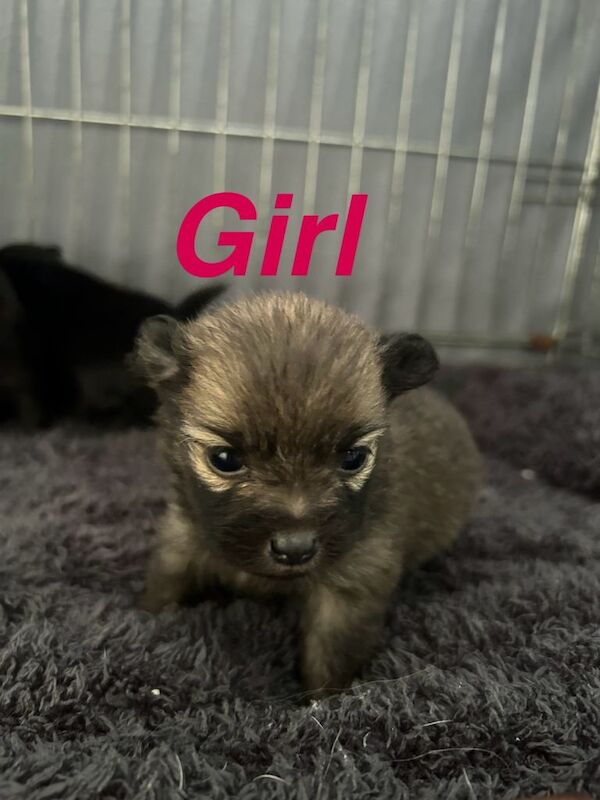 Kennel Club Registered Pomeranian Puppies For Sale