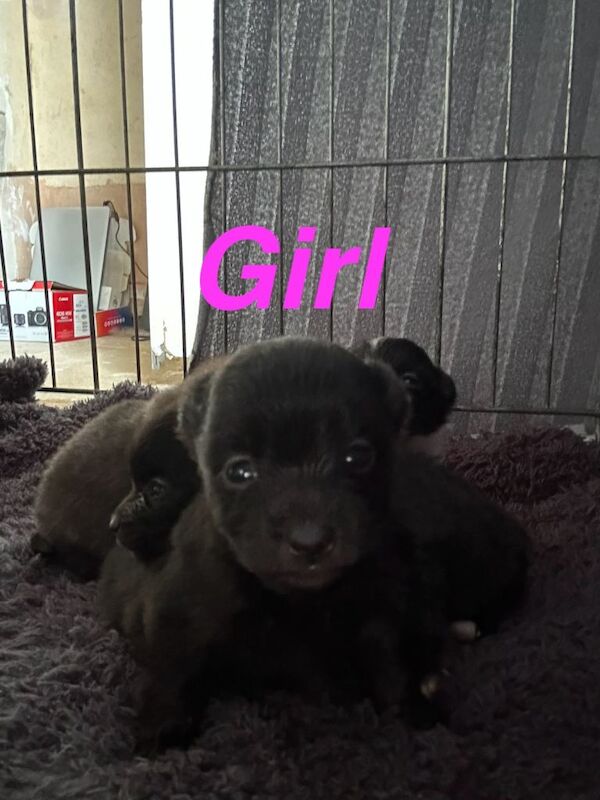 Pomapoo for sale - Image 2 of 6