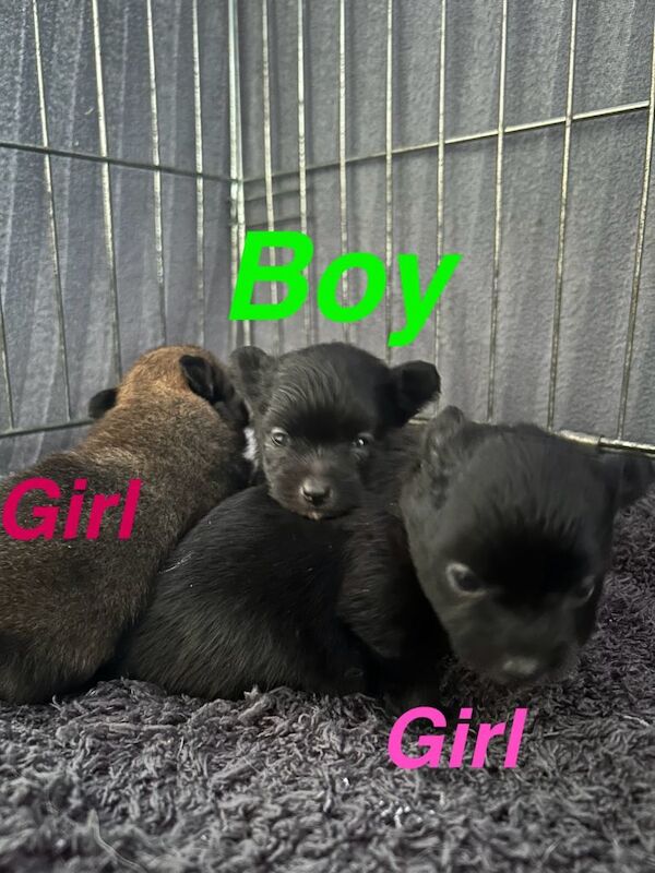 Pomapoo for sale - Image 3 of 6