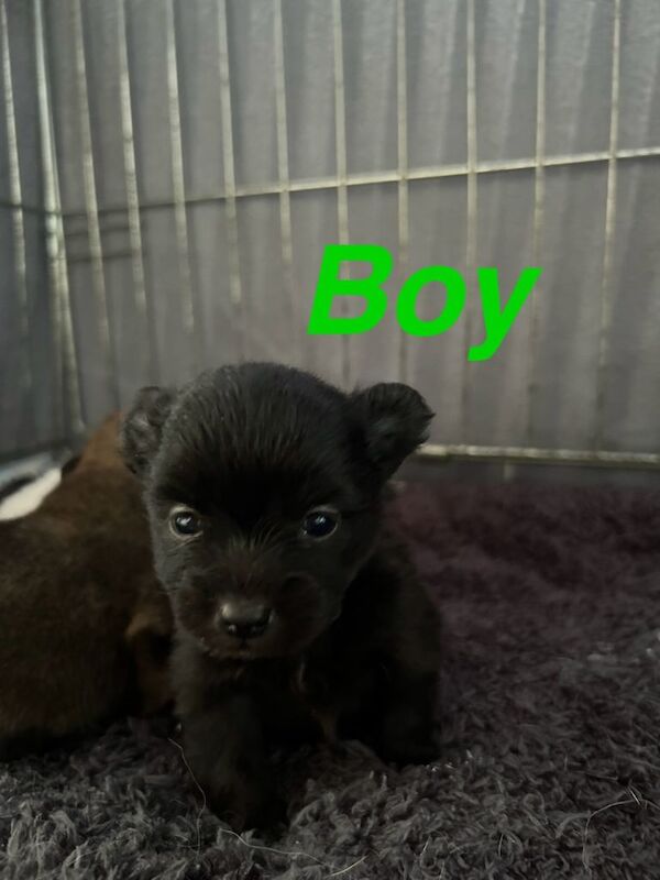 Pomapoo for sale - Image 4 of 6