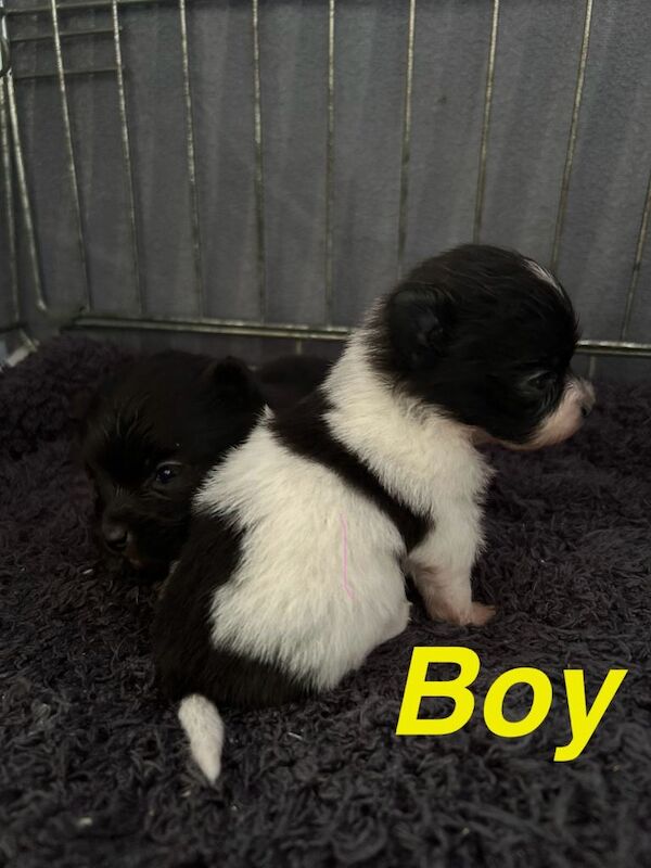 Pomapoo for sale - Image 5 of 6