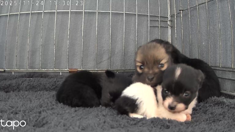 Pomapoo for sale - Image 6 of 6