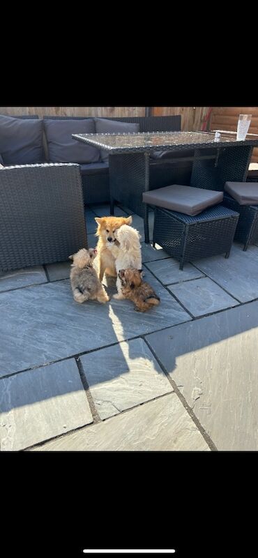 Pomapoo puppies for sale in Somersham, Cambridgeshire | Image 2
