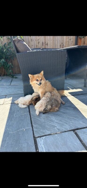 Pomapoo puppies for sale in Somersham, Cambridgeshire | Image 3
