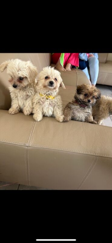 Pomapoo puppies for sale in Somersham, Cambridgeshire | Image 4