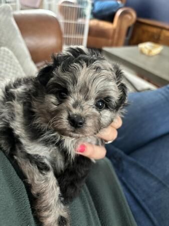 Pomeranian puppies for sale in Grantham, Lincolnshire – 1 year old - Image 1 of 5
