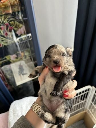 Pomeranian puppies for sale in Grantham, Lincolnshire – 1 year old - Image 2 of 5