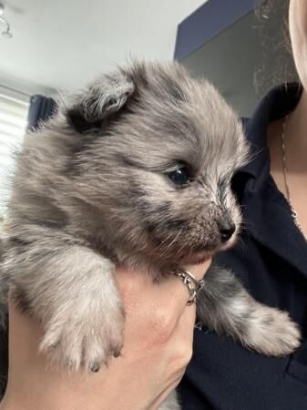 Pomeranian puppies for sale in Grantham, Lincolnshire – 1 year old - Image 3 of 5