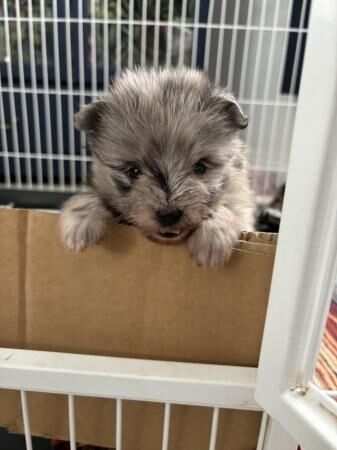 Pomeranian puppies for sale in Grantham, Lincolnshire – 1 year old - Image 4 of 5