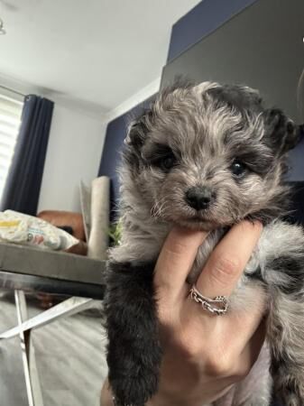 Pomeranian puppies for sale in Grantham, Lincolnshire – 1 year old - Image 5 of 5