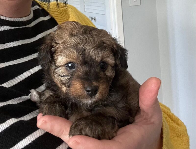 Pomeranian puppies for sale in Sale, Greater Manchester – 10 months old - Image 1 of 3