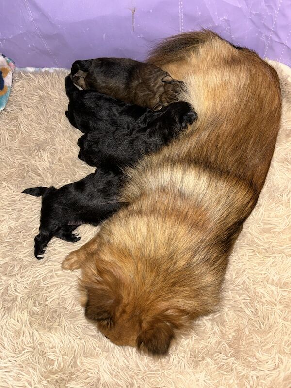 Pomeranian puppies for sale in Sale, Greater Manchester – 10 months old - Image 2 of 3
