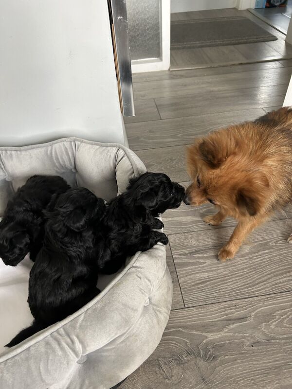 Pomeranian puppies for sale in Sale, Greater Manchester – 10 months old - Image 3 of 3