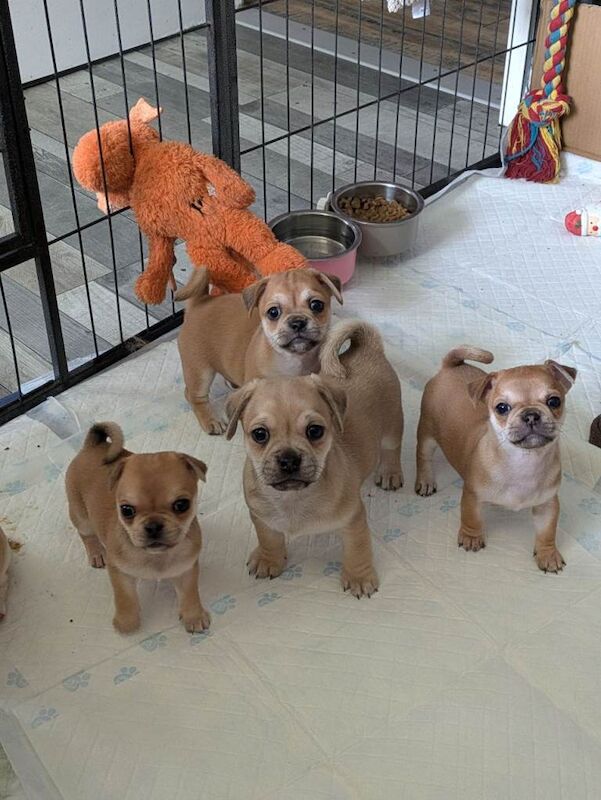 Pomapug puppies