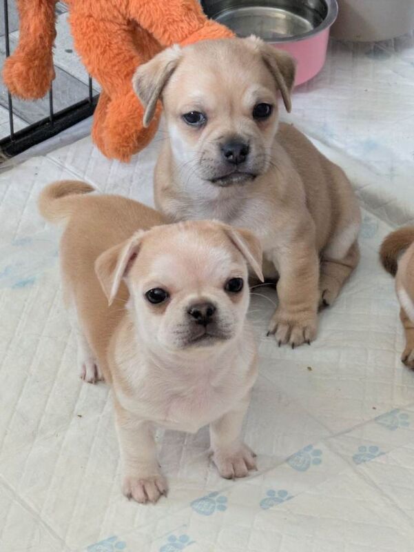 Pomapug puppies - Image 2 of 6