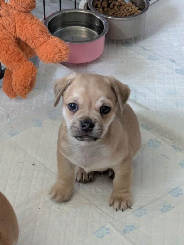 Pomapug puppies - Image 3 of 6