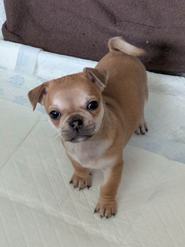Pomapug puppies - Image 4 of 6