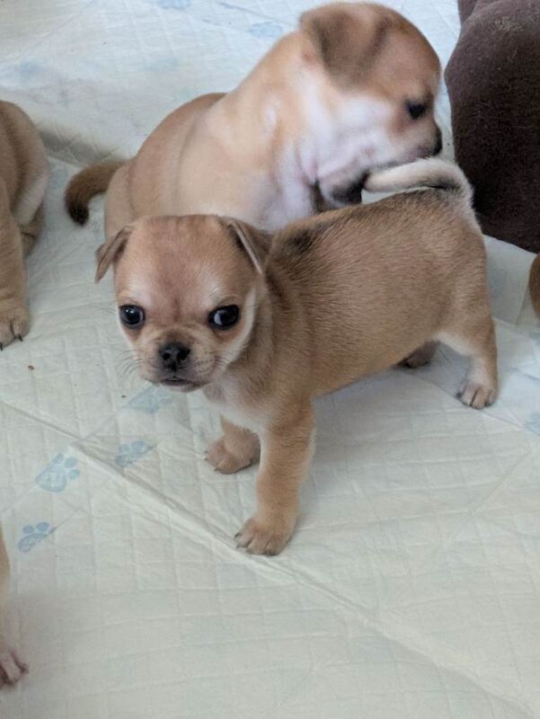 Pomapug puppies - Image 5 of 6