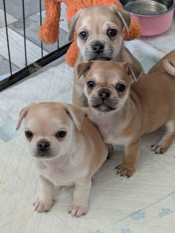 Pomapug puppies - Image 6 of 6