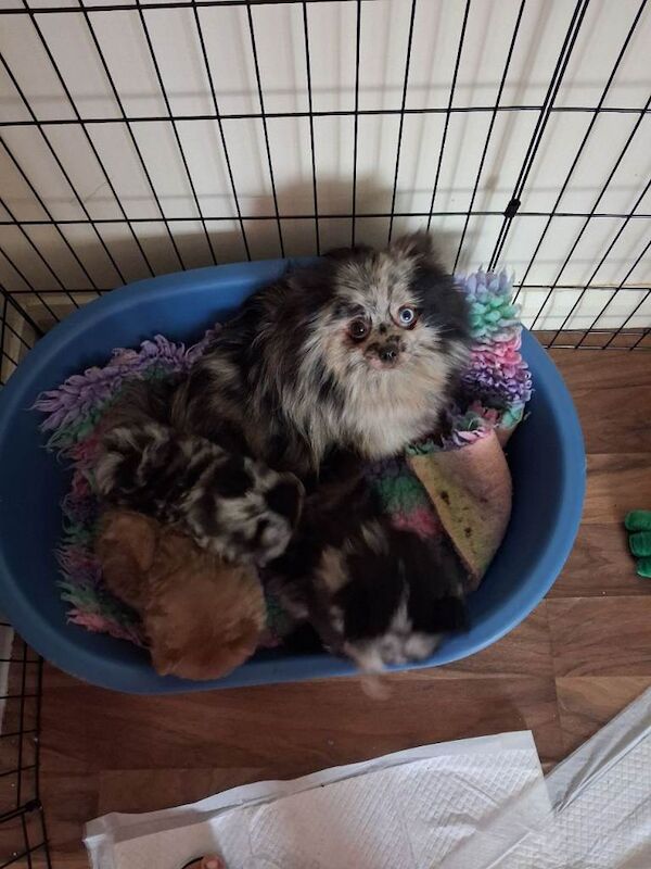 Pomeranian puppies for sale in Brierley Hill, West Midlands – 9 weeks old