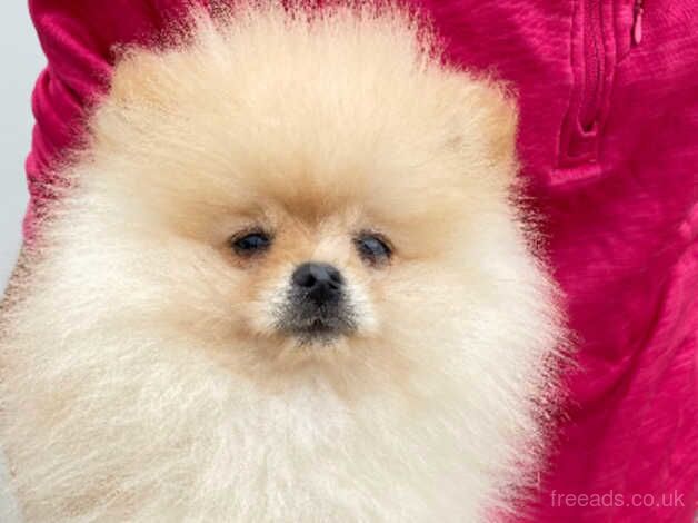 Pomeranian puppies for sale in Milton Keynes, Buckinghamshire – 1 year old - Image 2 of 5