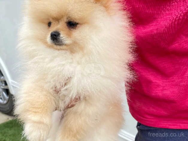Pomeranian puppies for sale in Milton Keynes, Buckinghamshire – 1 year old - Image 3 of 5