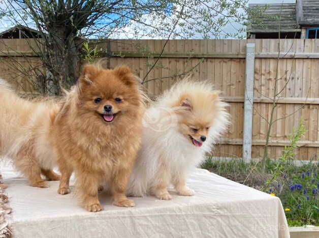 Pomeranian puppies for sale in Milton Keynes, Buckinghamshire – 1 year old - Image 5 of 5