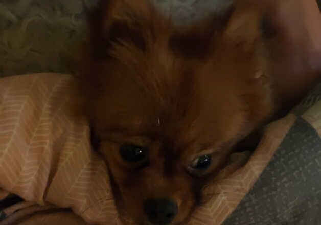 Pomeranian puppies for sale in Leicester, Leicestershire – 2 years old - Image 1 of 3