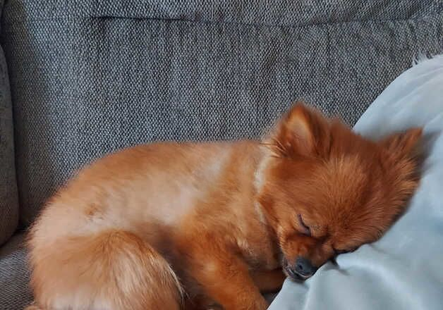 Pomeranian puppies for sale in Leicester, Leicestershire – 2 years old - Image 2 of 3