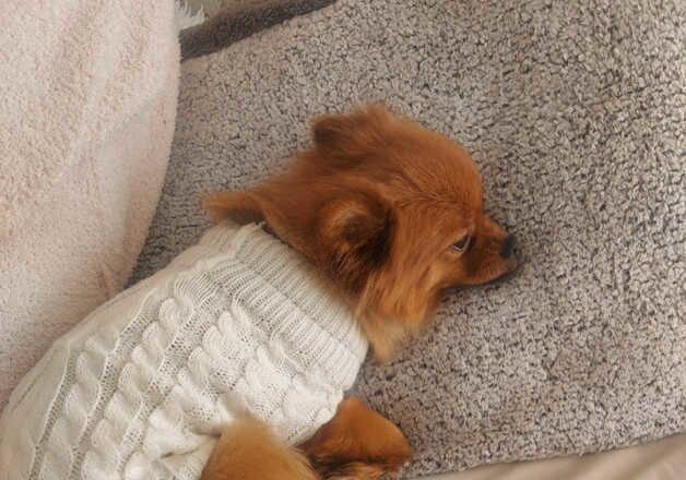 Pomeranian puppies for sale in Leicester, Leicestershire – 2 years old - Image 3 of 3