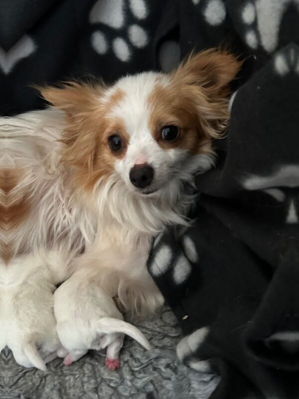 Pomchi for sale in Peterborough, Cambridgeshire | Image 1