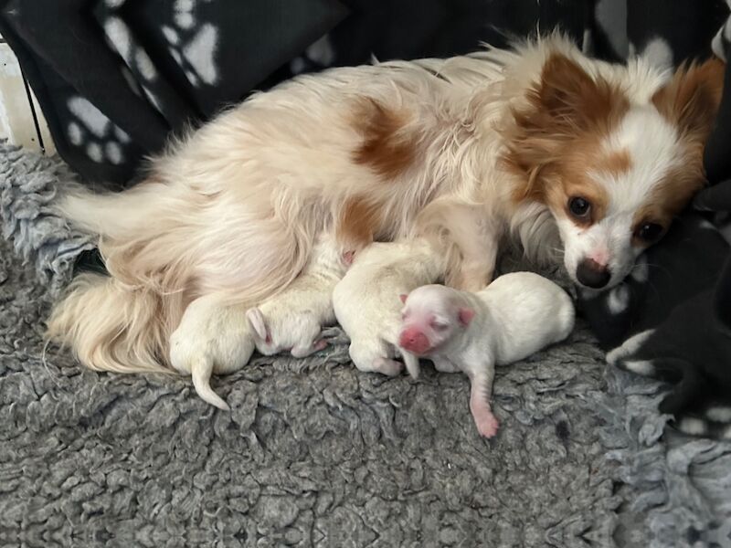 Pomeranian puppies for sale in Peterborough, Cambridgeshire – 9 months old - Image 2 of 15