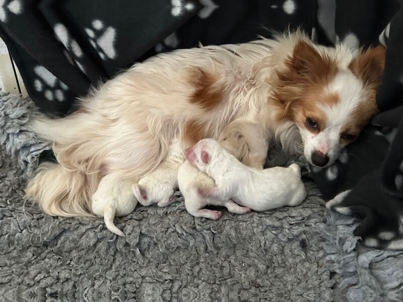 Pomchi for sale in Peterborough, Cambridgeshire | Image 3