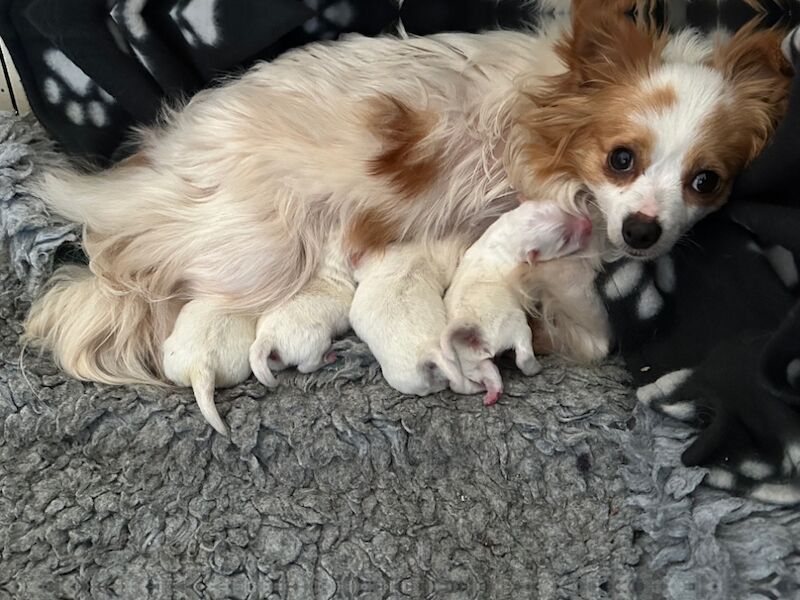 Pomeranian puppies for sale in Peterborough, Cambridgeshire – 9 months old - Image 4 of 15