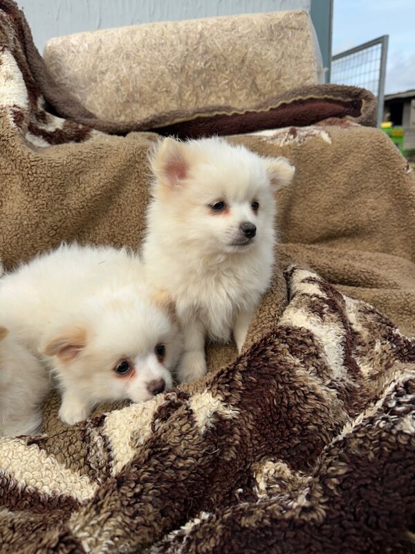 Pomeranian puppies for sale in Peterborough, Cambridgeshire – 9 months old - Image 5 of 15
